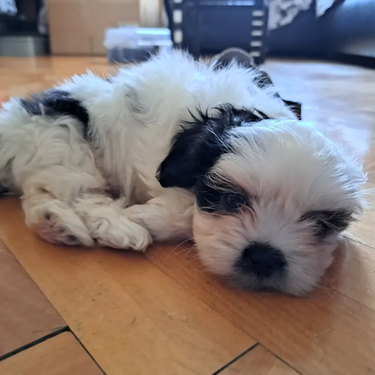 Ova &scaron;armantna pasmina je osvojila va&scaron;a srca: Izdvojili smo 40 koji su nas raznježili