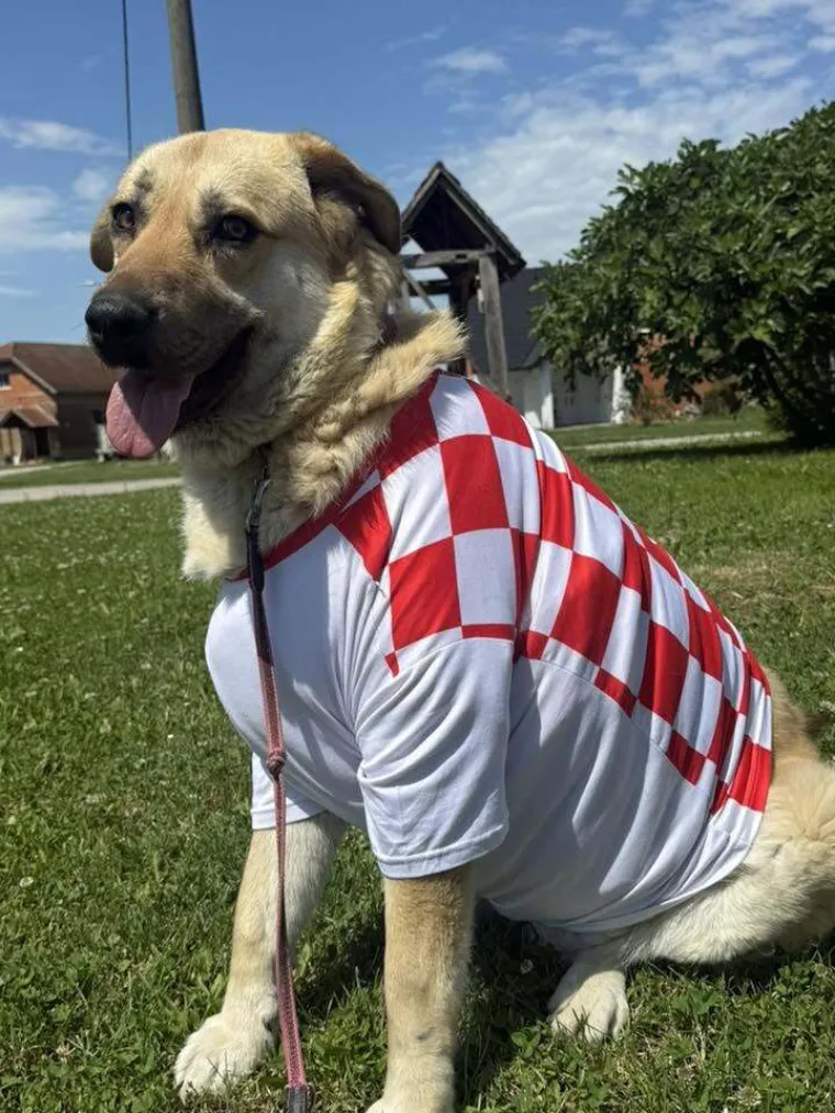 Oni su spremni za tekmu, a vi? Va&scaron;i ljubimci neodoljivi su u bojama Vatrenih