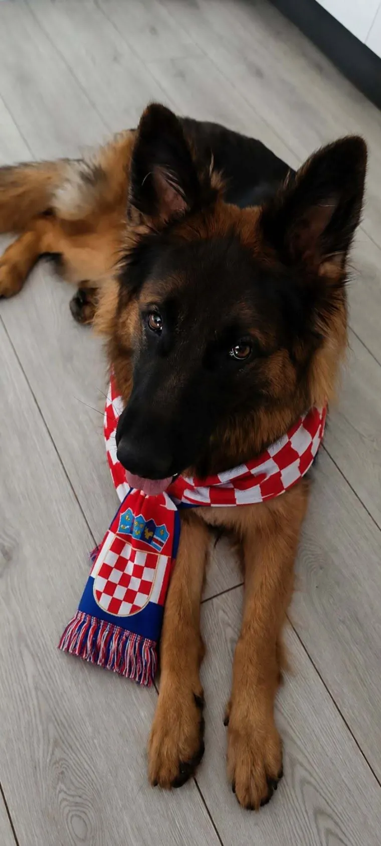 Oni su spremni za tekmu, a vi? Va&scaron;i ljubimci neodoljivi su u bojama Vatrenih