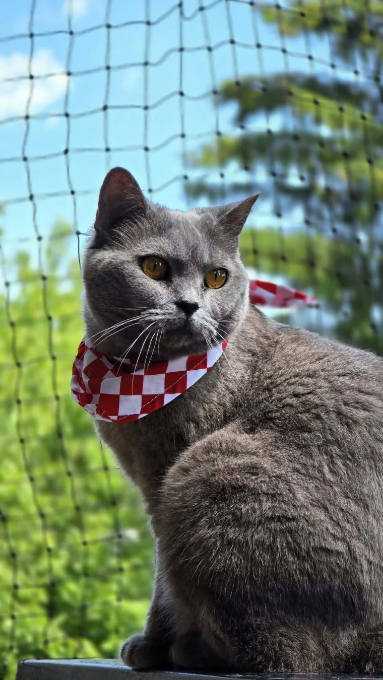 Oni su spremni za tekmu, a vi? Va&scaron;i ljubimci neodoljivi su u bojama Vatrenih