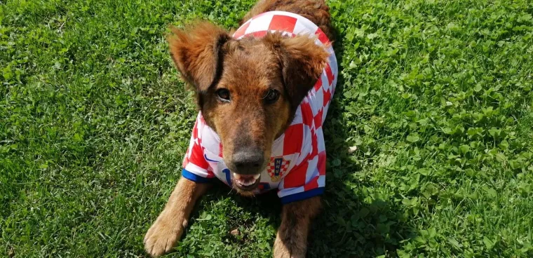 Oni su spremni za tekmu, a vi? Va&scaron;i ljubimci neodoljivi su u bojama Vatrenih