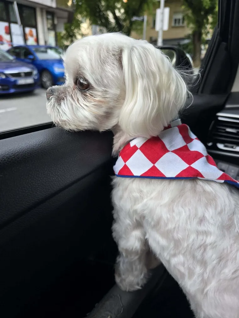 Oni su spremni za tekmu, a vi? Va&scaron;i ljubimci neodoljivi su u bojama Vatrenih
