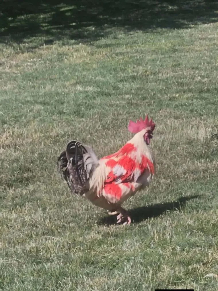 Oni su spremni za tekmu, a vi? Va&scaron;i ljubimci neodoljivi su u bojama Vatrenih