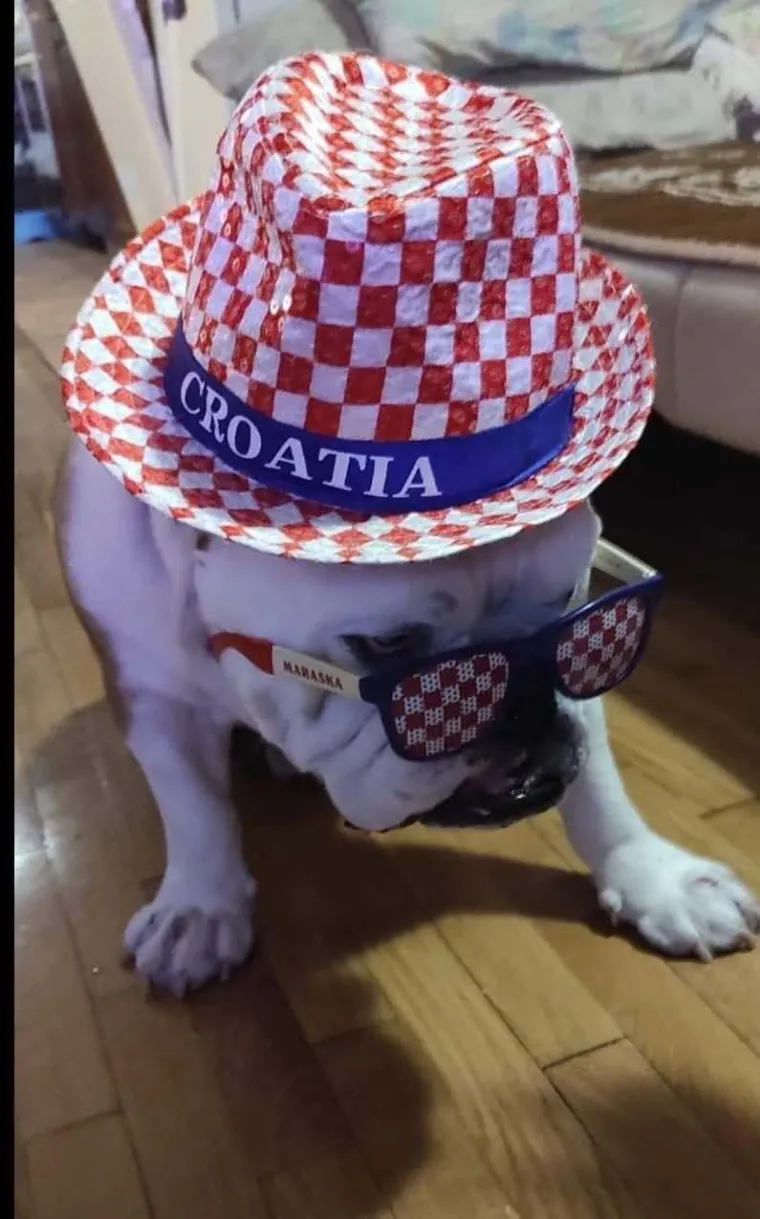 Oni su spremni za tekmu, a vi? Va&scaron;i ljubimci neodoljivi su u bojama Vatrenih