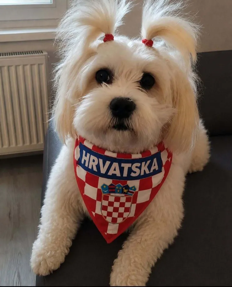 Oni su spremni za tekmu, a vi? Va&scaron;i ljubimci neodoljivi su u bojama Vatrenih