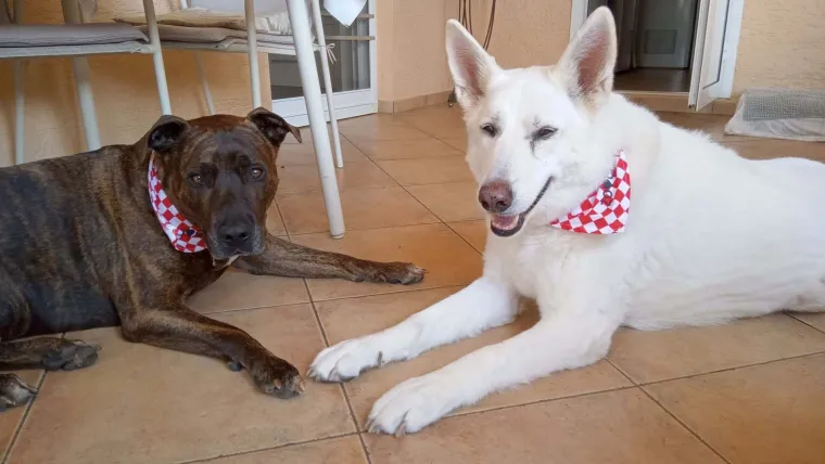 Oni su spremni za tekmu, a vi? Va&scaron;i ljubimci neodoljivi su u bojama Vatrenih