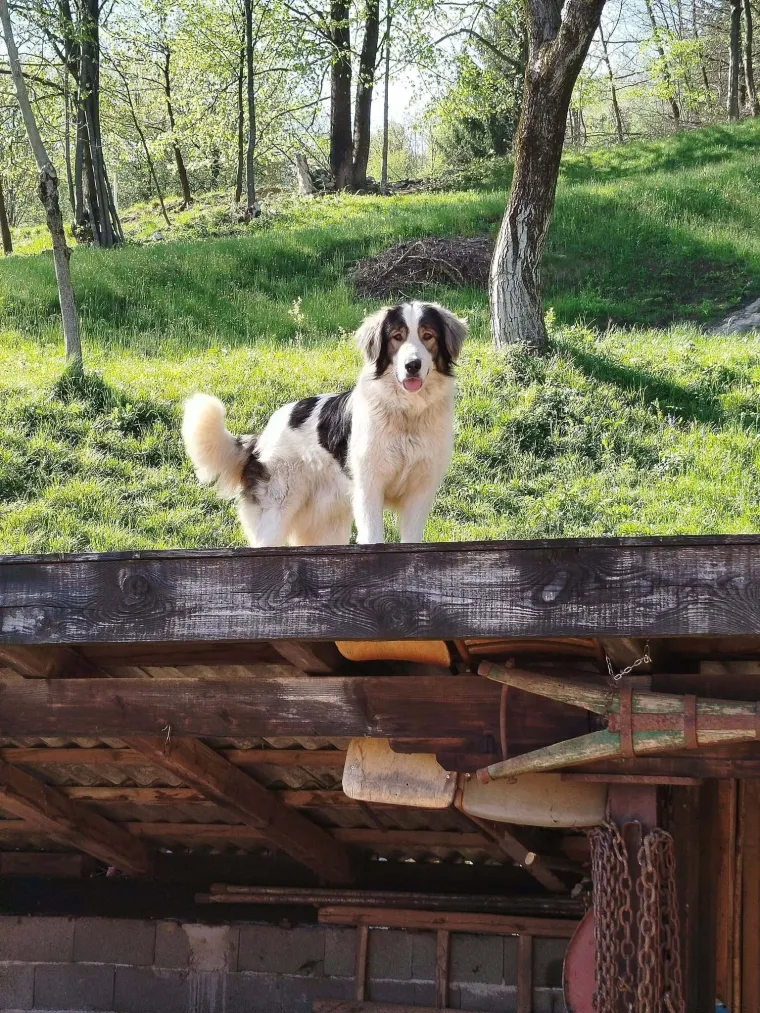Moćni divovi nježnog srca: Oni su smireni, privrženi i odani, a ovo su va&scaron;i mezimci
