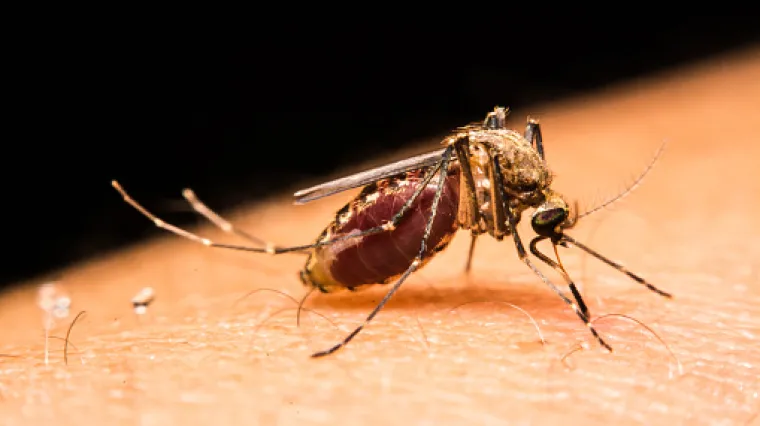 Svjetska zdravstvena organizacija predlaže kukce, gene i radijaciju u borbi protiv Zika virusa
