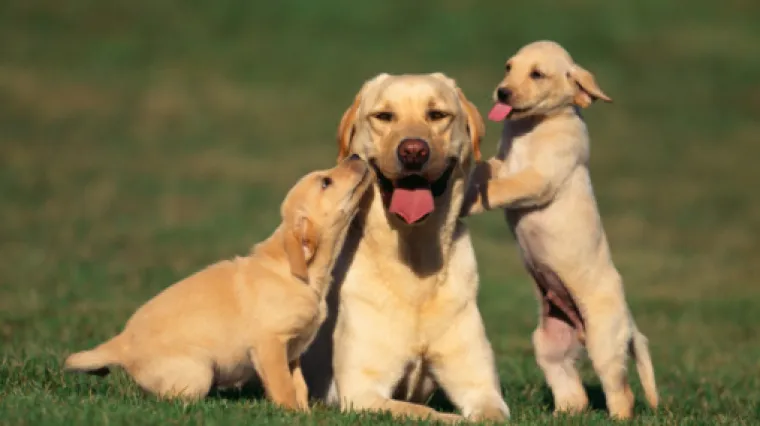 Labrador retriver i dalje omiljeni obiteljski pas: umiljat, odan i ispunjava sve zahtjeve
