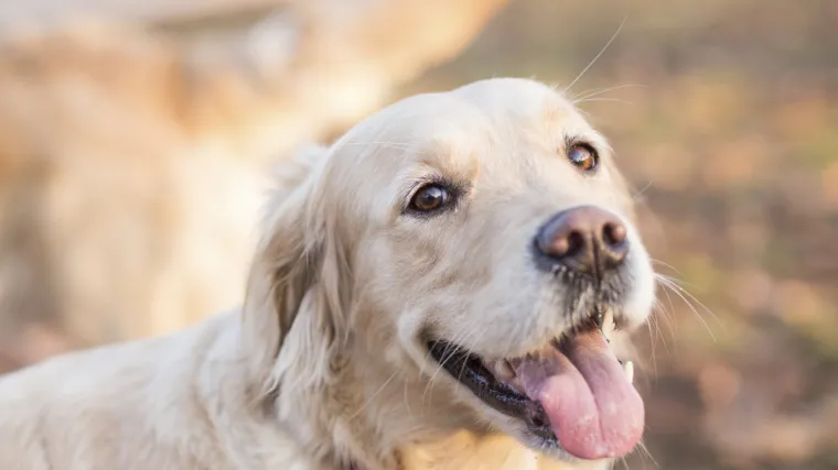 Labrador sjeo za volan kamiona, pokupio auto i završio na travi iza benzinske postaje