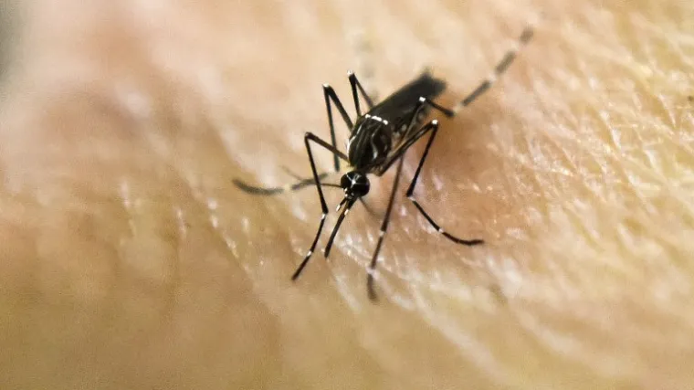 'Što se sve mora dogoditi da se zarazite zika virusom'