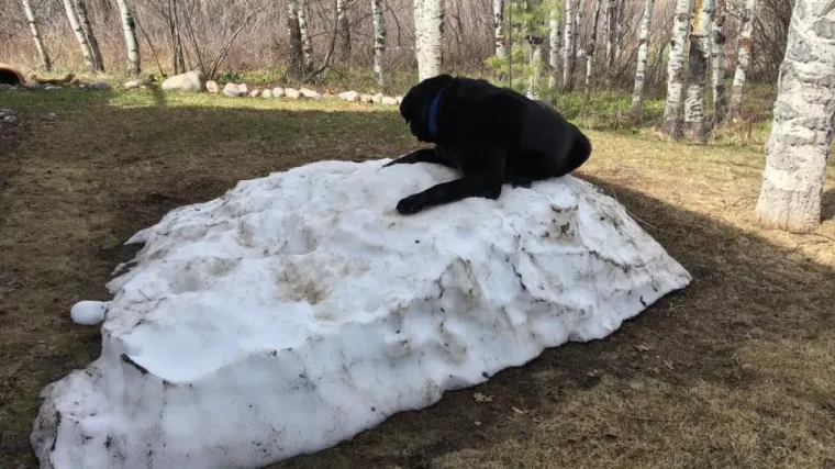 Preslatki labrador očajnički želi sačuvati svoju hrpu snijega od otapanja