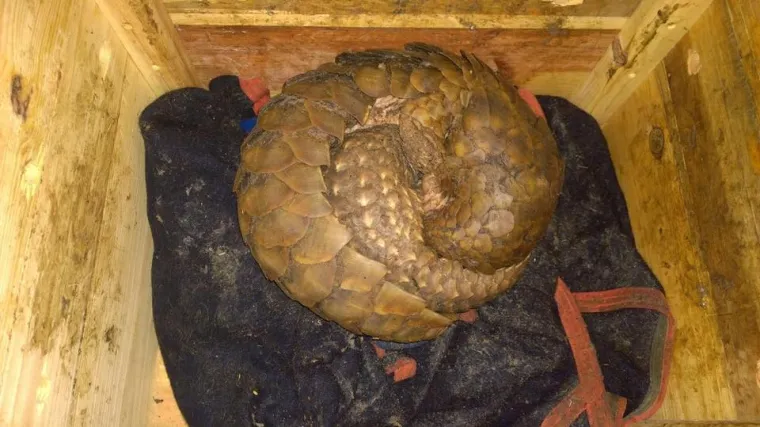 Nakon tjedan dana u zadnji čas spasili mamu i bebu od krvoločnih lovokradica
