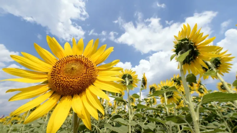 Znanstvenici napokon otkrili zašto suncokreti prate Sunce