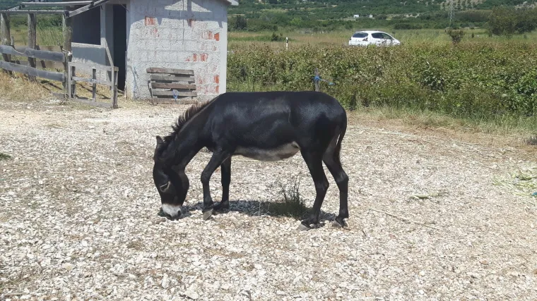 Stoljećima su tvrdoglavo prkosili buri, soli, suncu...