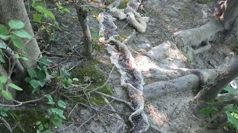 Divovska zmijska koža dokaz je novog čudovišta koje hara šumama?