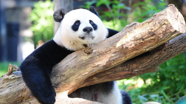 Velika panda više nije ugrožena vrsta, sada je 'samo' ranjiva