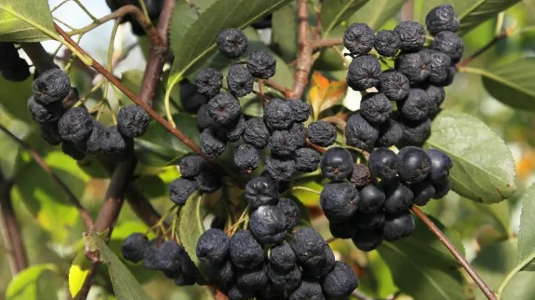 'Ma koje mandarine, ovo je voće budućnosti! Već u drugoj godini donosi dobit'