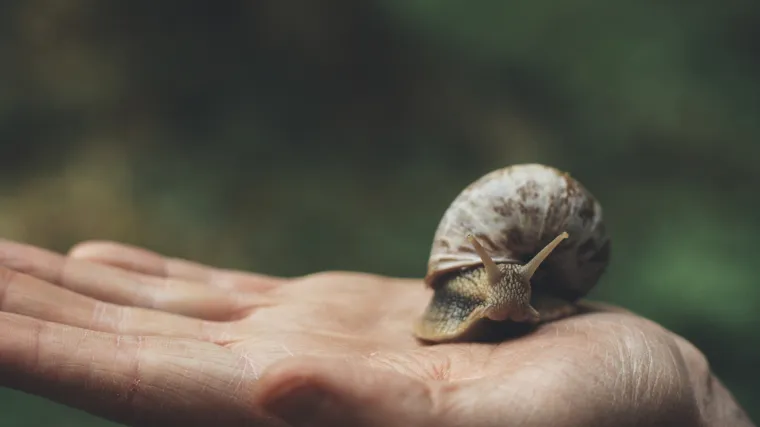 Pivom tješe puževe prije nego što ih smaknu