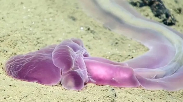 Nekoliko spektakularnih i rijetkih stvorenja otkriveno u najdubljim brazdama oceana