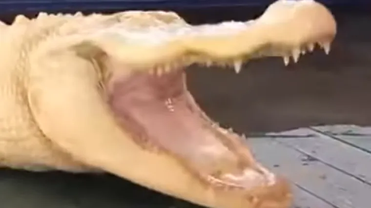 Albino aligator koji osvaja srca diljem interneta: ime joj je Pearl i ima dva metra, ali ne može preživjeti u divljini