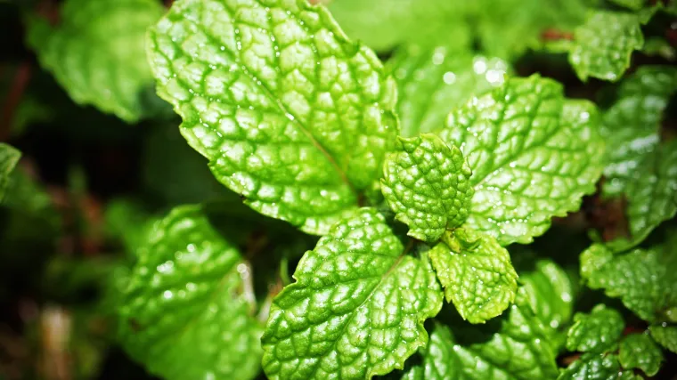 Menta uzgoj u vašem domu - Menta u kuhinji