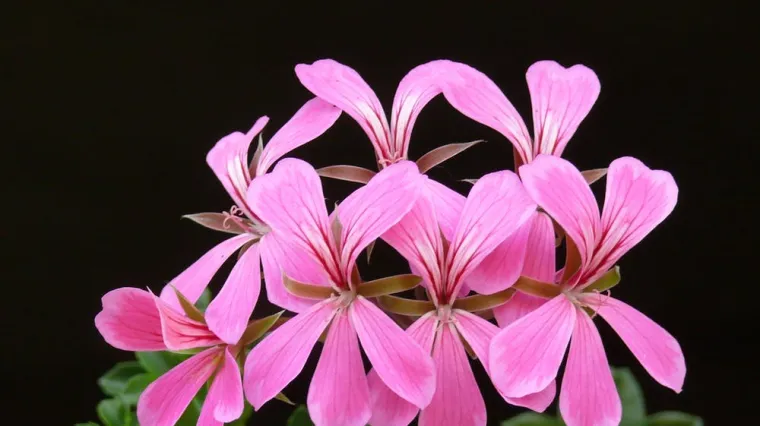 Puzava pelargonija : Znate li kako se uzgaja puzava pelargonija?