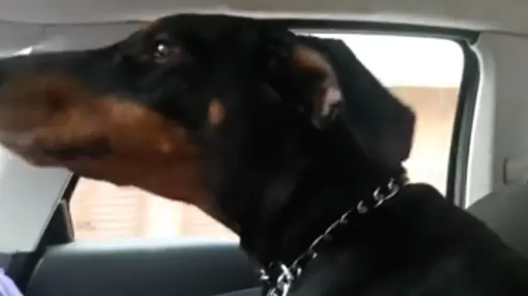Karlovčanin umro jer nije htio ostaviti svoju dobermanku samu, sada njoj treba pomoć