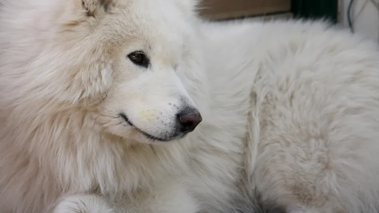 Samojed karakteristike i osobine: sve o popularnoj pasmini samojeda