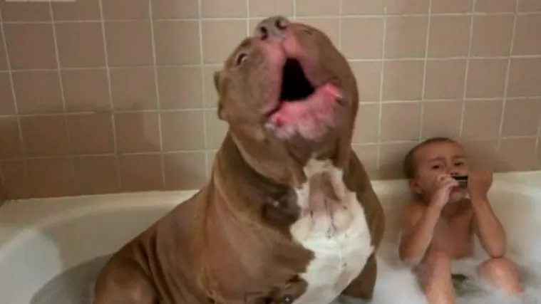 Hulk je najveći pit bull kojeg ste ikad vidjeli: je li opasno da bude blizu djece?