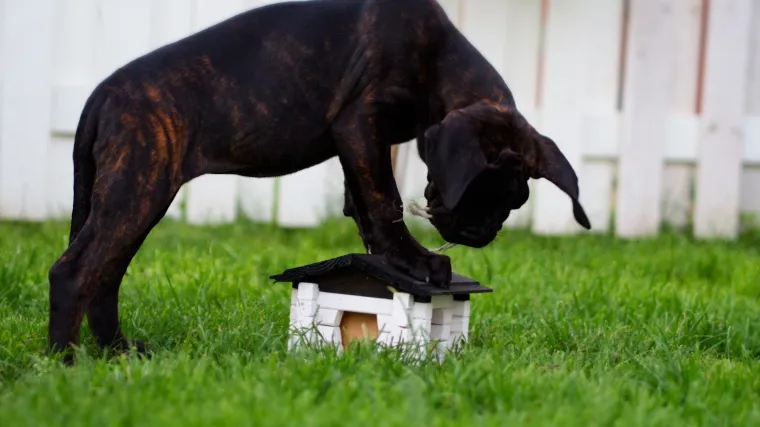 Cane Corso: pas čuvar i kućni ljubimac