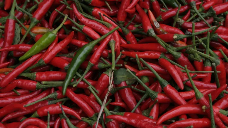 Uzgoj feferona - zdrava, izrazito ljuta paprika