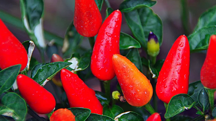 Crvena paprika - neophodan začin mnogih jela