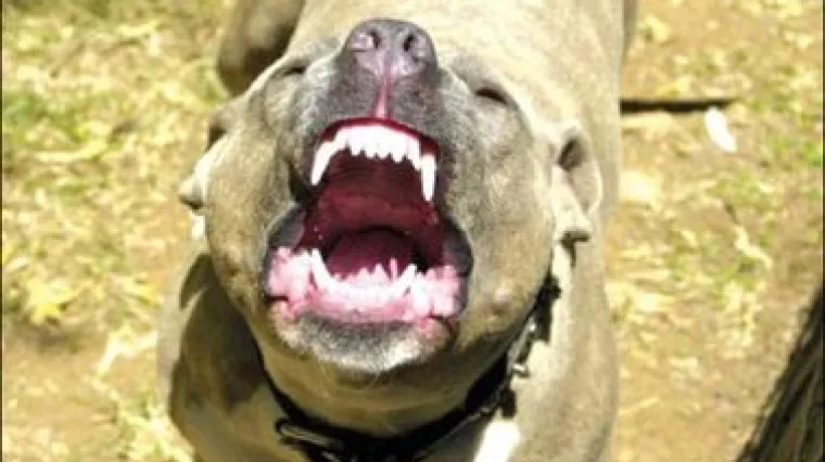 Pitbuli do smrti izgrizli ženu, a njenog sina čiji su psi sumnjiče za kazneno djelo mučenje životinja