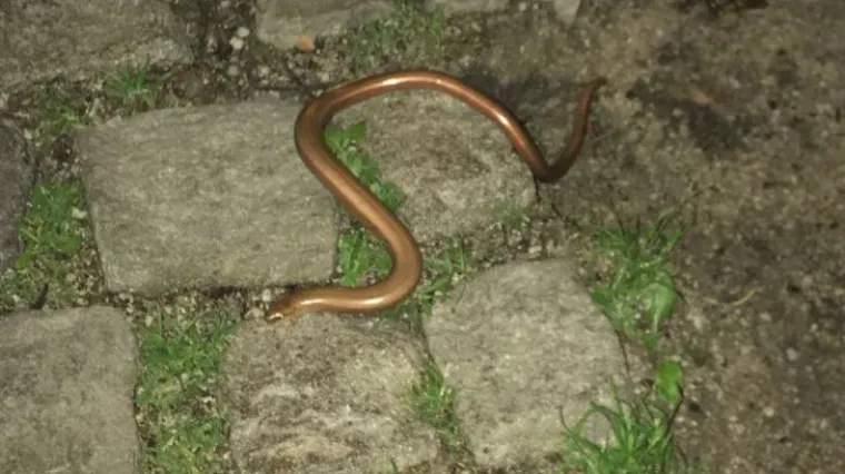 'Purgerska mamba', 'gornjogradska patuljasta anakonda' samo su neka od objašnjenja