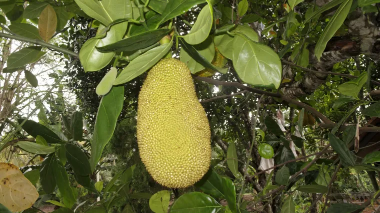 Nangka - voće koje bi milijune moglo spasiti od gladi