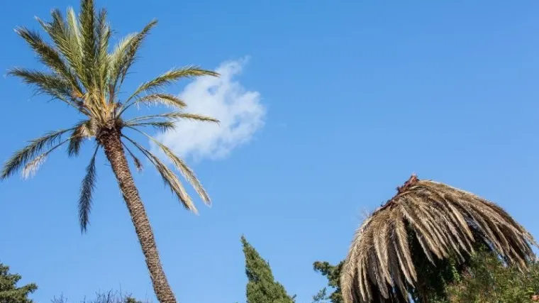 Cikas palma - japansko stablo velikih listova