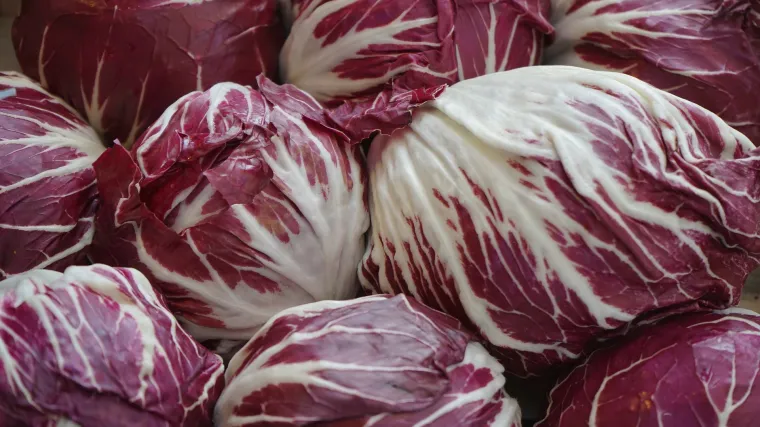 Lisnati radič: savjeti za uzgoj salate radič