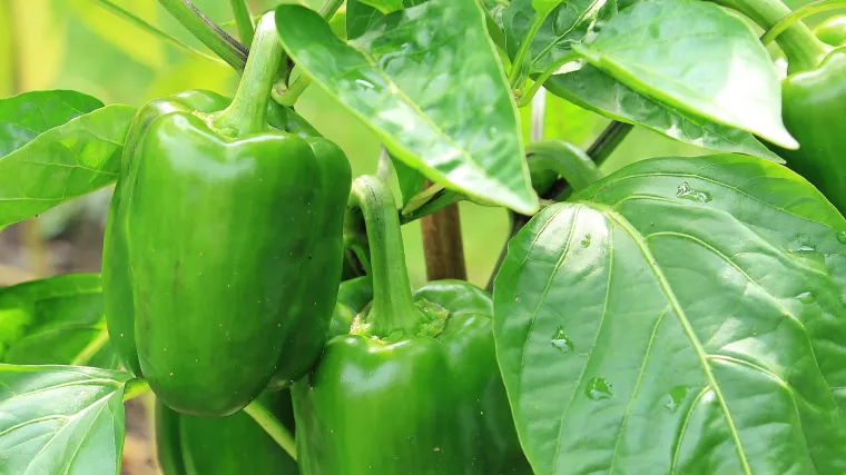 Dobri susjedi u vrtu paprika - koje biljke koriste paprici