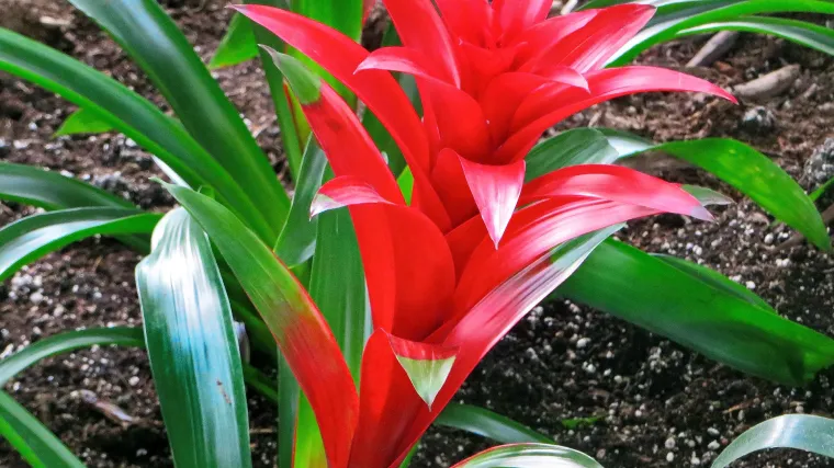 Bromelija: cvijet koji možete uzgajati i u vlastitom domu
