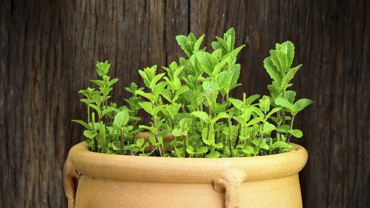 Zelena metvica - aromatična biljka koja ublažava tegobe dišnog sustava