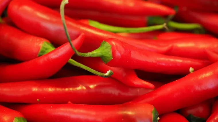 Paprika tabasco - ljuta vrsta paprike