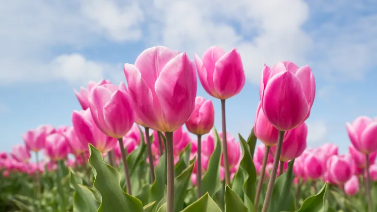 Vrtni tulipan: savjeti za uzgoj tulipana u vrtu