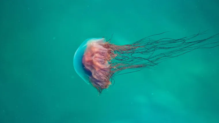 Morska osa: najopasnija vrsta meduze na svijetu