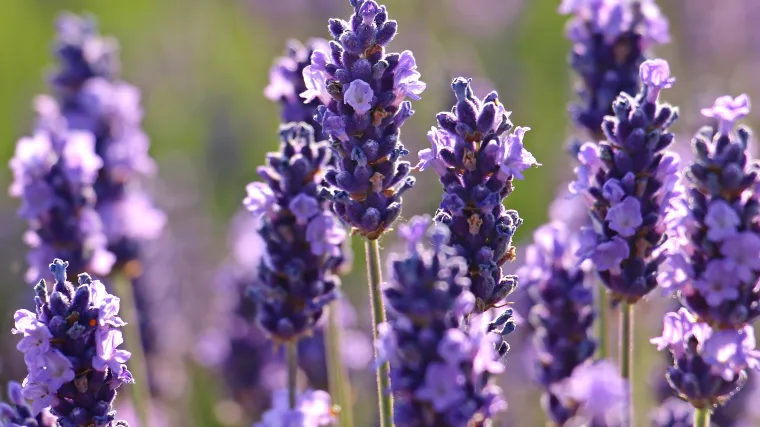 Lavanda: savjeti za sadnju, uzgoj i razmnožavanje lavande