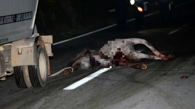 Autobus naletio na konja na cesti, u silovitom udaru ozlijeđen vozač, vozilo smrskano, a životinja uginula