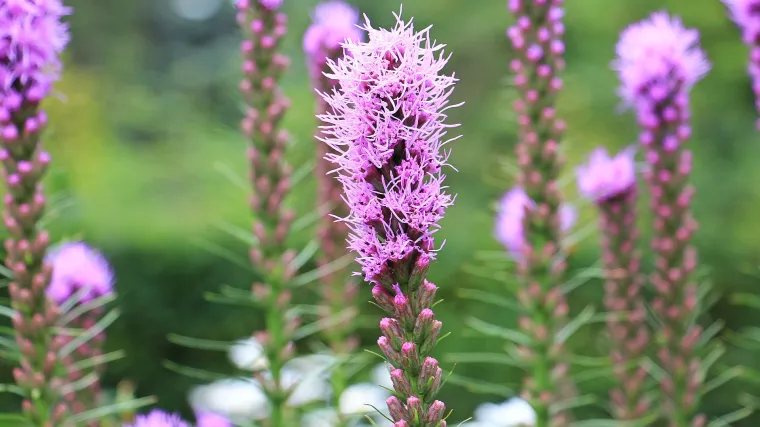 Liatris cvijet ili plamena zvijezda: savjeti za sadnju, uzgoj i održavanje
