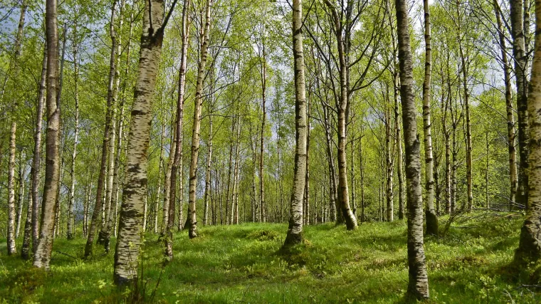 Doznajte koje vrste breza postoji i kada koristiti koju vrstu