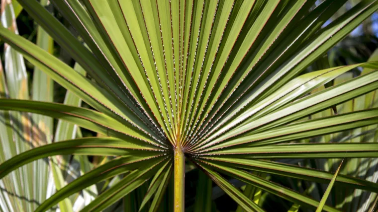 Otkrijte koje su bolesti palme najčešće i kako zaštititi palmu