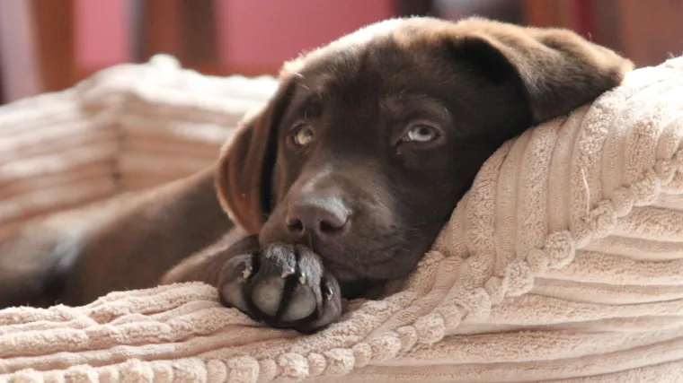 Labradori boje čokolade žive kraće od onih kojima je dlaka crna ili bijela
